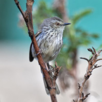 Drakensberg Prinia